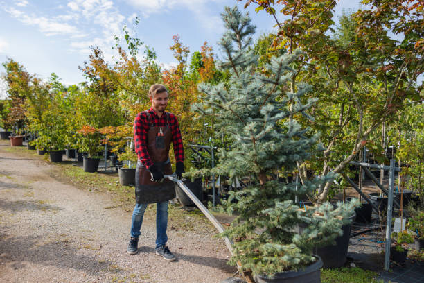 How Our Tree Care Process Works  in  New Iberia, LA