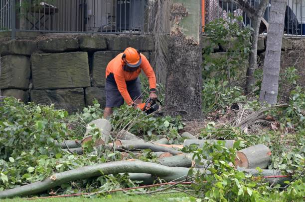 Trusted New Iberia, LA Tree Services Experts